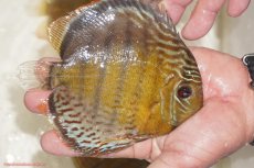 画像2: 【決算セール対象個体】【ワイルドディスカス】【通販】【今シーズン超希少種】アッパーテフェロイヤルグリーン【個体販売】14-16cm（生体）アッパーテフェ産 (2)