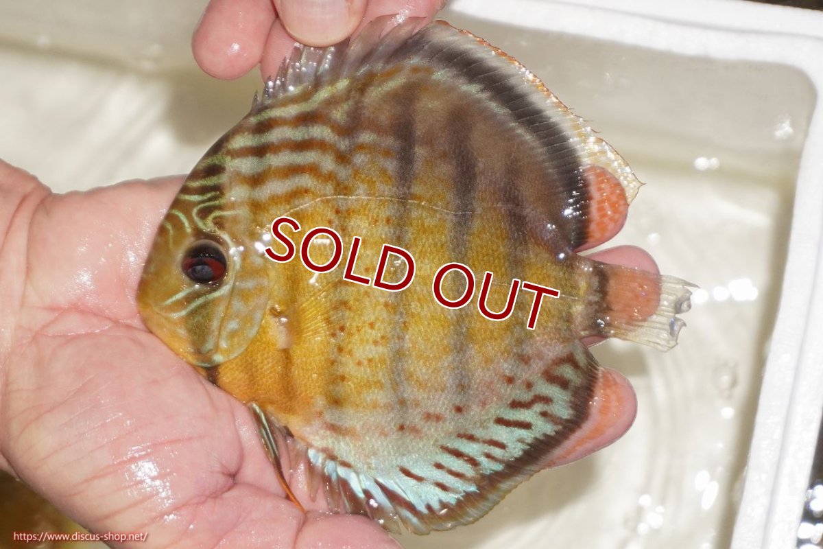 画像1: 【ワイルドディスカス】【通販】【今シーズン超希少種】アッパーテフェロイヤルグリーン【個体販売】14-16cm（生体）アッパーテフェ産 (1)