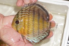 画像1: 【決算セール対象個体】【ワイルドディスカス】【通販】【今シーズン超希少種】アッパーテフェロイヤルグリーン【個体販売】14-16cm（生体）アッパーテフェ産 (1)