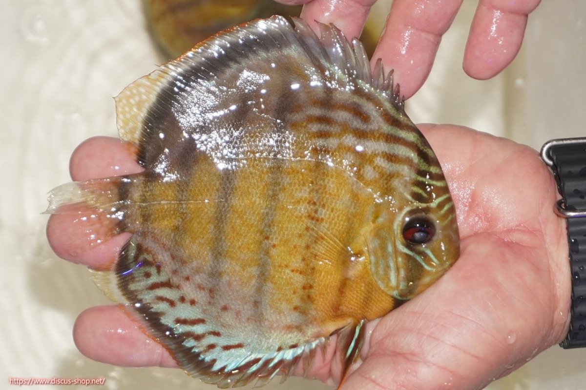 画像2: 【決算セール対象個体】【ワイルドディスカス】【通販】【今シーズン超希少種】アッパーテフェロイヤルグリーン【個体販売】14-16cm（生体）アッパーテフェ産 (2)