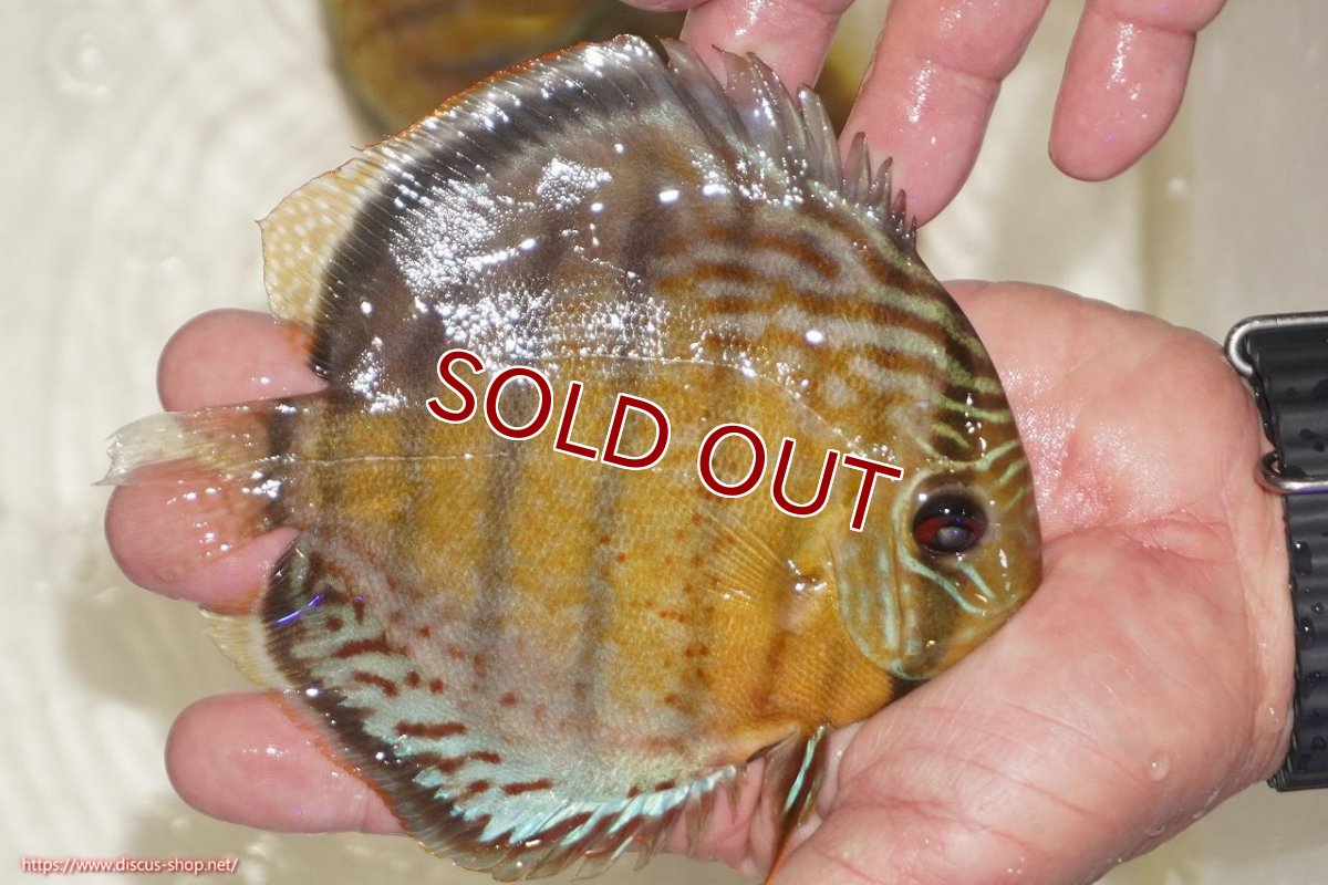 画像2: 【ワイルドディスカス】【通販】【今シーズン超希少種】アッパーテフェロイヤルグリーン【個体販売】14-16cm（生体）アッパーテフェ産 (2)