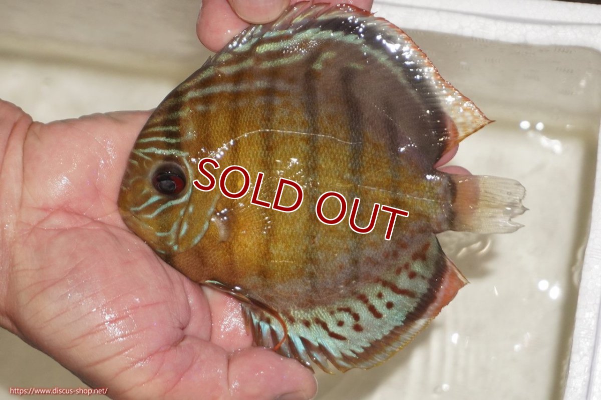 画像1: 【決算セール対象個体】【ワイルドディスカス】【通販】【今シーズン超希少種】アッパーテフェロイヤルグリーン【個体販売】14-16cm（生体）アッパーテフェ産 (1)
