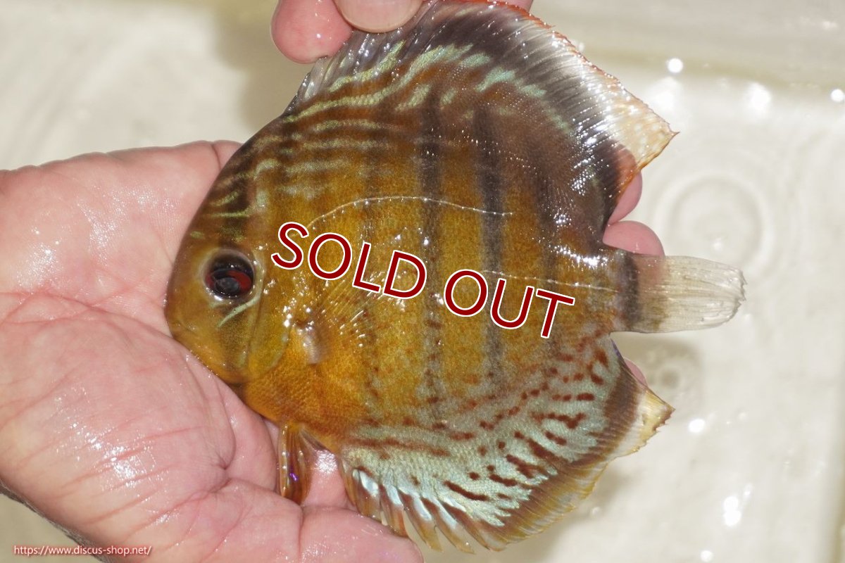 画像1: 【ワイルドディスカス】【通販】【今シーズン超希少種】アッパーテフェロイヤルグリーン【個体販売】14-16cm（生体）アッパーテフェ産 (1)