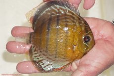 画像2: 【決算セール対象個体】【ワイルドディスカス】【通販】【今シーズン超希少種】アッパーテフェロイヤルグリーン【個体販売】14-16cm（生体）アッパーテフェ産 (2)