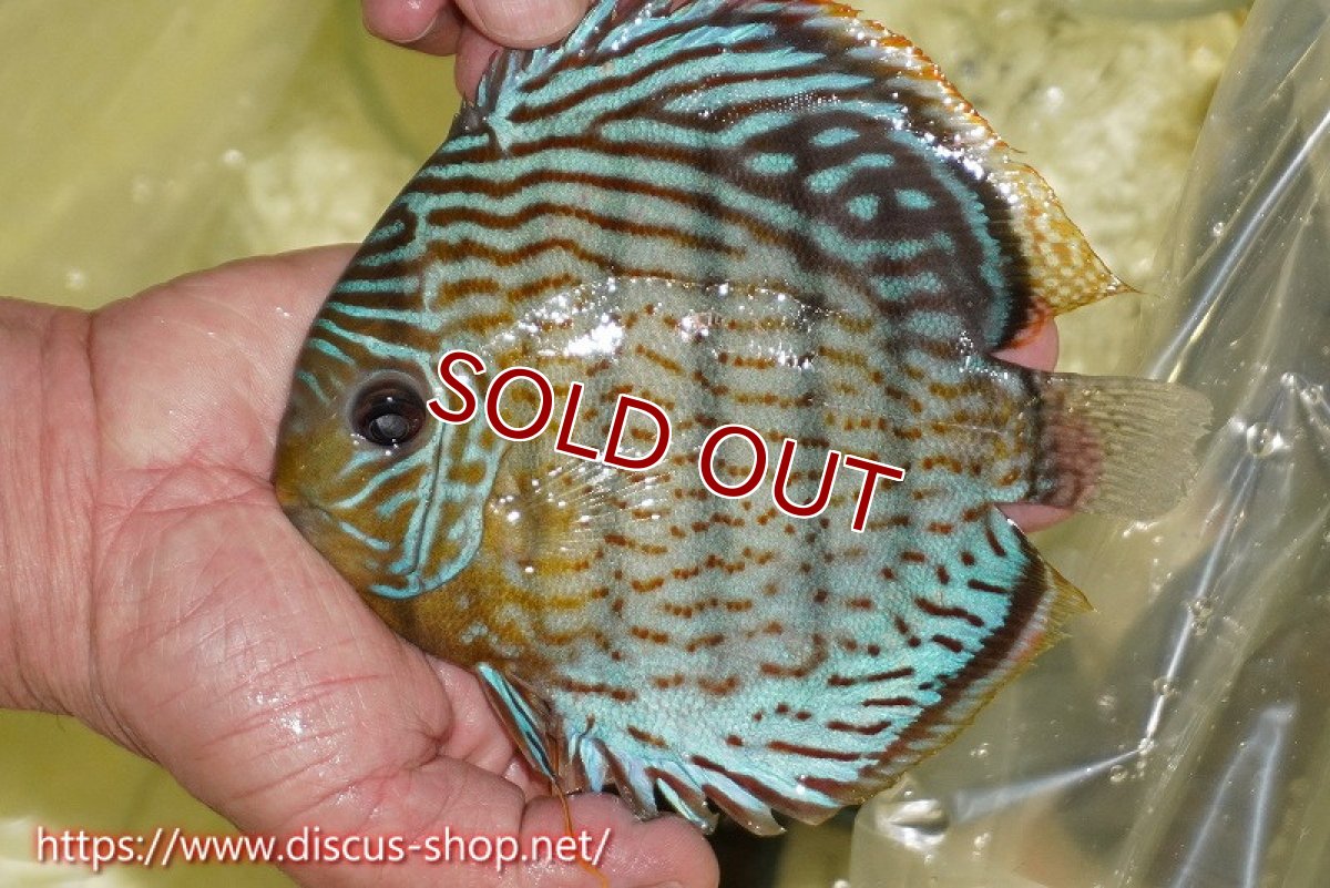 画像1: 【ワイルドディスカス】【通販】【今シーズン超希少種】アッパーテフェスーパーロイヤル【個体販売】16cm（生体）アッパーテフェ産 (1)