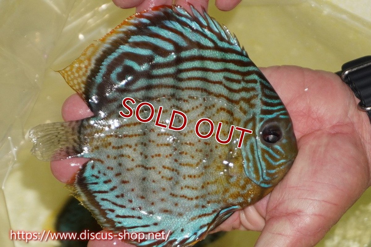 画像2: 【ワイルドディスカス】【通販】【今シーズン超希少種】アッパーテフェスーパーロイヤル【個体販売】16cm（生体）アッパーテフェ産 (2)
