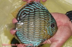 画像2: 【ワイルドディスカス】【通販】【今シーズン超希少種】アッパーテフェスーパーロイヤル【個体販売】16cm（生体）アッパーテフェ産 (2)