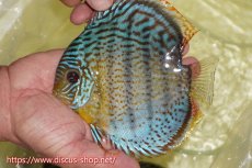 画像1: 【ワイルドディスカス】【通販】【今シーズン超希少種】アッパーテフェスーパーロイヤル【個体販売】15cm（生体）アッパーテフェ産 (1)