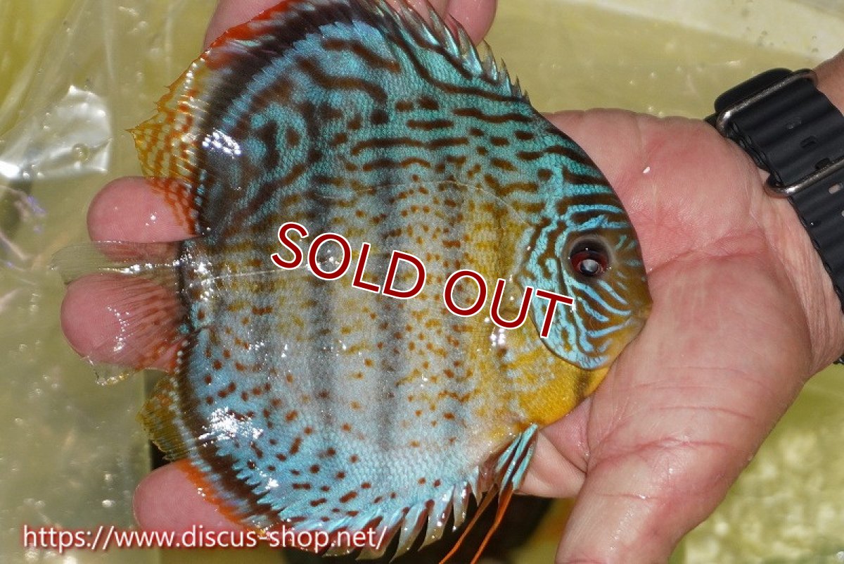 画像2: 【ワイルドディスカス】【通販】【今シーズン超希少種】アッパーテフェスーパーロイヤル【個体販売】15cm（生体）アッパーテフェ産 (2)