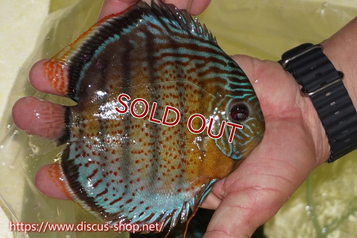 画像2: 【ワイルドディスカス】【通販】【今シーズン超希少種】アッパーテフェスーパーロイヤル【個体販売】16cm（生体）アッパーテフェ産 (2)