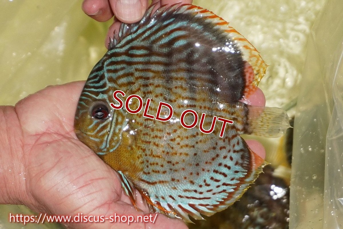 画像1: 【ワイルドディスカス】【通販】【今シーズン超希少種】アッパーテフェスーパーロイヤル【個体販売】15cm（生体）アッパーテフェ産 (1)