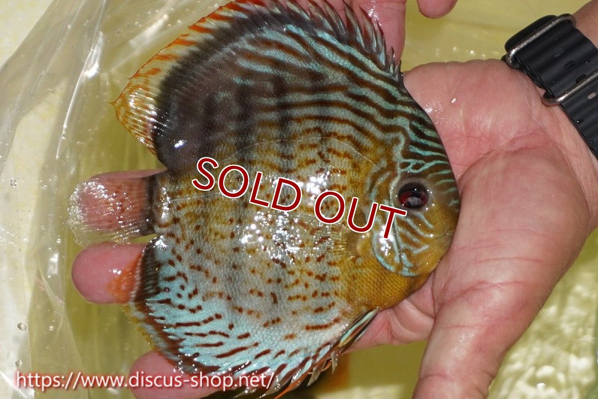 画像2: 【ワイルドディスカス】【通販】【今シーズン超希少種】アッパーテフェスーパーロイヤル【個体販売】15cm（生体）アッパーテフェ産 (2)