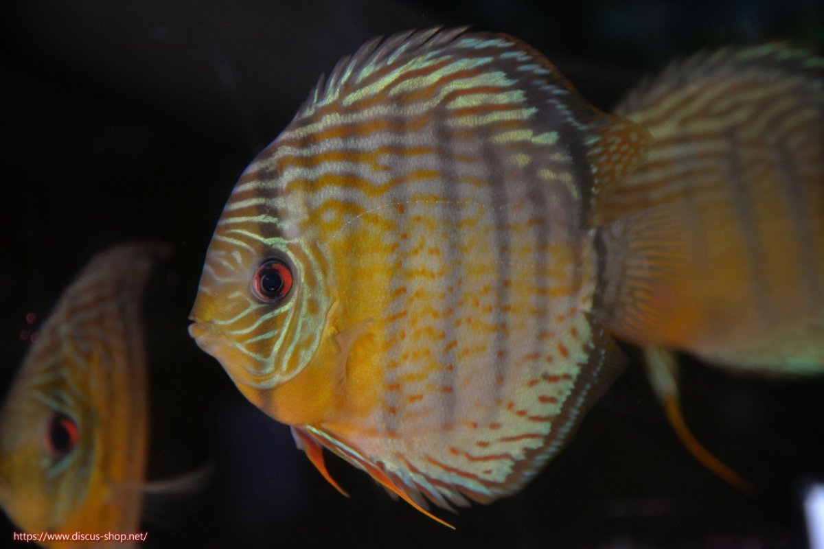 画像1: 【30周年記念セール対象個体】【ワイルドディスカス】【通販】【今シーズン超希少種】アッパーテフェスーパーロイヤル【個体販売】16cm（生体）アッパーテフェ産 (1)