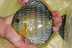 画像1: 【ワイルドディスカス】【通販】【今シーズン超希少種】アッパーテフェスーパーロイヤル【個体販売】16cm（生体）アッパーテフェ産 (1)