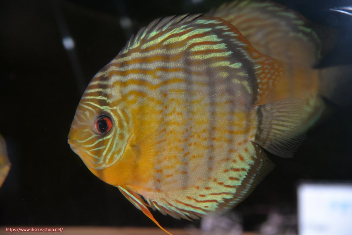 画像2: 【30周年記念セール対象個体】【ワイルドディスカス】【通販】【今シーズン超希少種】アッパーテフェスーパーロイヤル【個体販売】16cm（生体）アッパーテフェ産 (2)