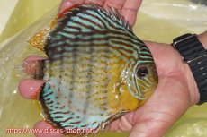 画像4: 【30周年記念セール対象個体】【ワイルドディスカス】【通販】【今シーズン超希少種】アッパーテフェスーパーロイヤル【個体販売】16cm（生体）アッパーテフェ産 (4)