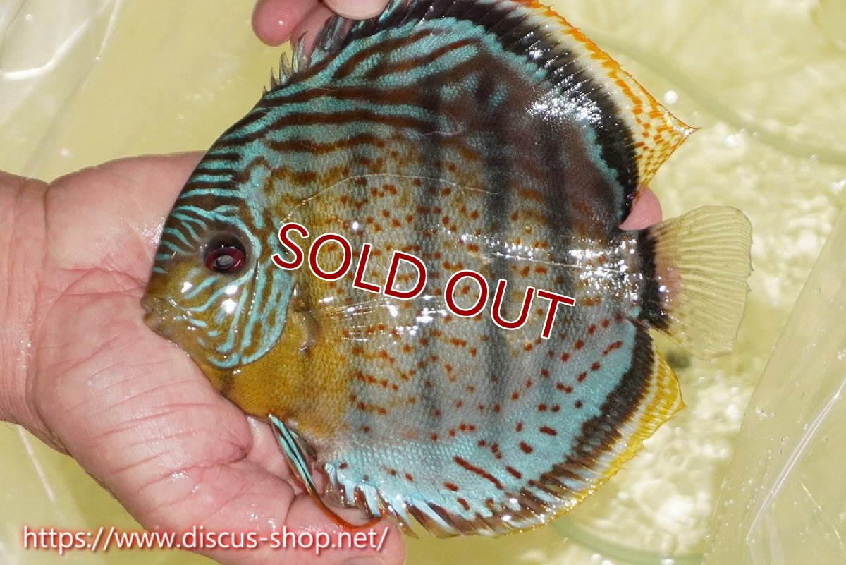 画像1: 【ワイルドディスカス】【通販】【今シーズン超希少種】アッパーテフェスーパーロイヤル【個体販売】16cm（生体）アッパーテフェ産 (1)