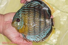 画像1: 【ワイルドディスカス】【通販】【今シーズン超希少種】アッパーテフェスーパーロイヤル【個体販売】16cm（生体）アッパーテフェ産 (1)