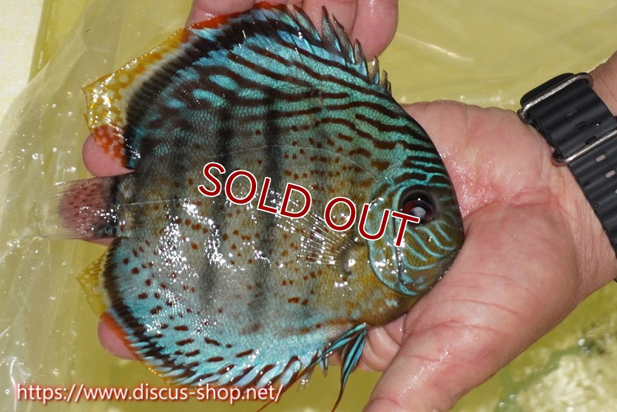 画像2: 【ワイルドディスカス】【通販】【今シーズン超希少種】アッパーテフェスーパーロイヤル【個体販売】16cm（生体）アッパーテフェ産 (2)