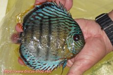 画像2: 【ワイルドディスカス】【通販】【今シーズン超希少種】アッパーテフェスーパーロイヤル【個体販売】16cm（生体）アッパーテフェ産 (2)