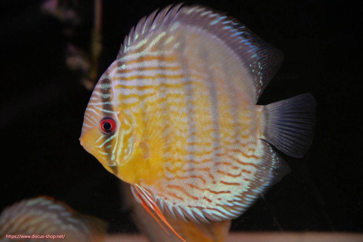 画像1: 【30周年記念セール対象個体】【ワイルドディスカス】【通販】【今シーズン超希少種】アッパーテフェスーパーロイヤル【個体販売】15cm（生体）アッパーテフェ産 (1)