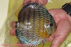 画像2: 【ワイルドディスカス】【通販】【今シーズン超希少種】アッパーテフェスーパーロイヤル【個体販売】15cm（生体）アッパーテフェ産 (2)