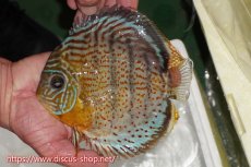 画像1: 【ワイルドディスカス】【通販】【今シーズン超希少種】アッパーテフェスーパーロイヤル（金目）【個体販売】16cm（生体）アッパーテフェ産 (1)