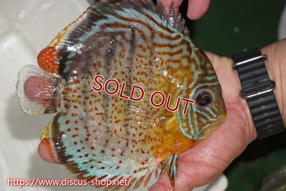 画像2: 【30周年記念セール対象個体】【ワイルドディスカス】【通販】【今シーズン超希少種】アッパーテフェスーパーロイヤル（金目）【個体販売】16cm（生体）アッパーテフェ産 (2)
