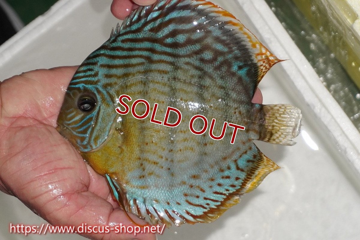 画像1: 【ワイルドディスカス】【通販】【今シーズン超希少種】アッパーテフェスーパーロイヤル（金目）【個体販売】16cm（生体）アッパーテフェ産 (1)