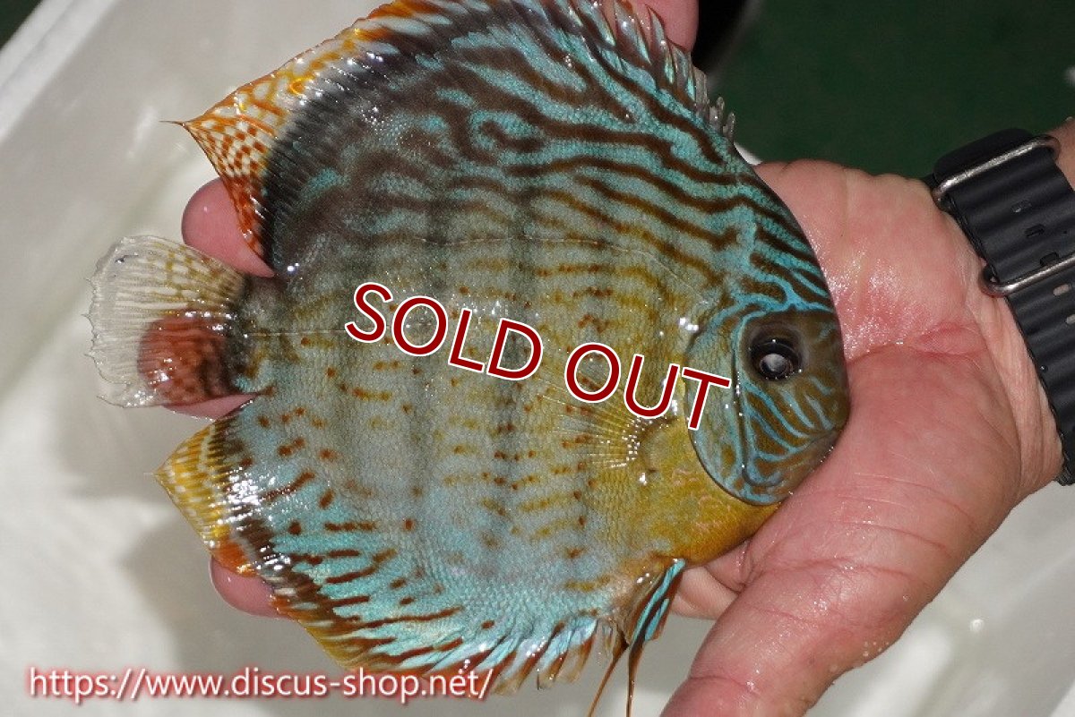 画像2: 【ワイルドディスカス】【通販】【今シーズン超希少種】アッパーテフェスーパーロイヤル（金目）【個体販売】16cm（生体）アッパーテフェ産 (2)
