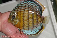 画像1: 【ワイルドディスカス】【通販】【今シーズン超希少種】アッパーテフェスーパーロイヤル（金目）【個体販売】15cm（生体）アッパーテフェ産 (1)