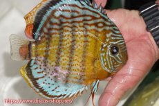 画像2: 【ワイルドディスカス】【通販】【今シーズン超希少種】アッパーテフェスーパーロイヤル（金目）【個体販売】15cm（生体）アッパーテフェ産 (2)