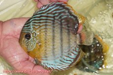 画像1: 【ワイルドディスカス】【通販】【今シーズン超希少種】アッパーテフェロイヤルグリーン（金目）【個体販売】15cm（生体）アッパーテフェ産 (1)