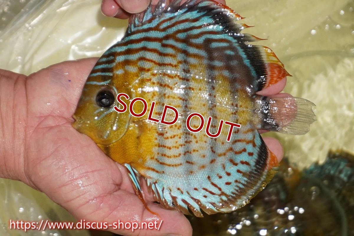 画像1: 【30周年記念セール対象個体】【ワイルドディスカス】【通販】【今シーズン超希少種】アッパーテフェロイヤルグリーン（金目）【個体販売】15cm（生体）アッパーテフェ産 (1)