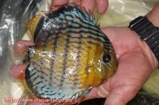 画像2: 【ワイルドディスカス】【通販】【今シーズン超希少種】アッパーテフェロイヤルグリーン（金目）【個体販売】15cm（生体）アッパーテフェ産 (2)