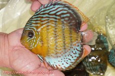 画像1: 【ワイルドディスカス】【通販】【今シーズン超希少種】アッパーテフェロイヤルグリーン【個体販売】15cm（生体）アッパーテフェ産 (1)