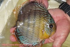 画像2: 【ワイルドディスカス】【通販】【今シーズン超希少種】アッパーテフェロイヤルグリーン【個体販売】15cm（生体）アッパーテフェ産 (2)