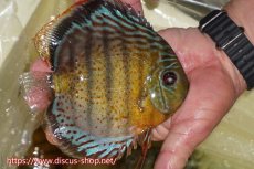 画像2: 【ワイルドディスカス】【通販】【今シーズン超希少種】アッパーテフェロイヤルグリーン【個体販売】15cm（生体）アッパーテフェ産 (2)