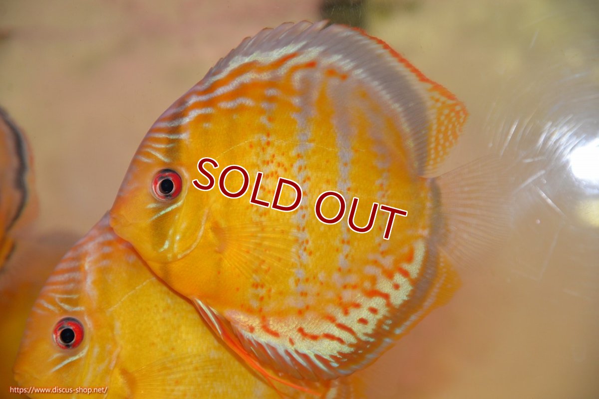 画像1: 【30周年記念セール対象個体】【ワイルドディスカス】【通販】【今シーズン超希少種】アッパーテフェロイヤルグリーン【個体販売】15cm（生体）アッパーテフェ産 (1)