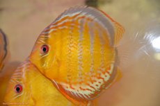 画像1: 【30周年記念セール対象個体】【ワイルドディスカス】【通販】【今シーズン超希少種】アッパーテフェロイヤルグリーン【個体販売】15cm（生体）アッパーテフェ産 (1)