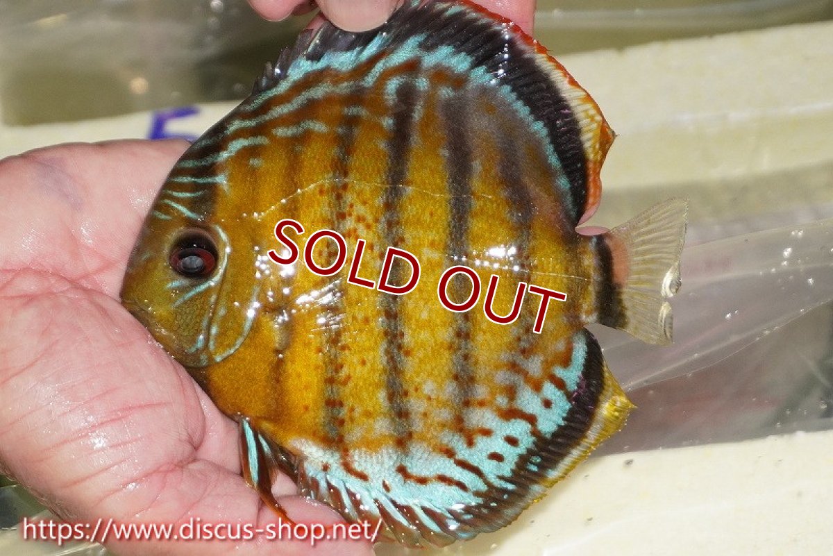 画像2: 【30周年記念セール対象個体】【ワイルドディスカス】【通販】【今シーズン超希少種】アッパーテフェロイヤルグリーン【個体販売】15cm（生体）アッパーテフェ産 (2)