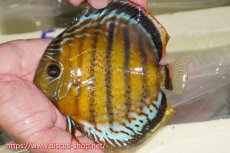 画像2: 【30周年記念セール対象個体】【ワイルドディスカス】【通販】【今シーズン超希少種】アッパーテフェロイヤルグリーン【個体販売】15cm（生体）アッパーテフェ産 (2)