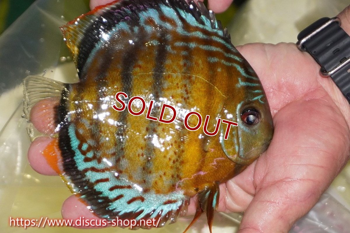 画像3: 【30周年記念セール対象個体】【ワイルドディスカス】【通販】【今シーズン超希少種】アッパーテフェロイヤルグリーン【個体販売】15cm（生体）アッパーテフェ産 (3)