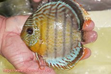 画像1: 【30周年記念セール対象個体】【ワイルドディスカス】【通販】【今シーズン超希少種】アッパーテフェロイヤルグリーン【個体販売】15cm（生体）アッパーテフェ産 (1)