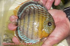 画像2: 【30周年記念セール対象個体】【ワイルドディスカス】【通販】【今シーズン超希少種】アッパーテフェロイヤルグリーン【個体販売】15cm（生体）アッパーテフェ産 (2)