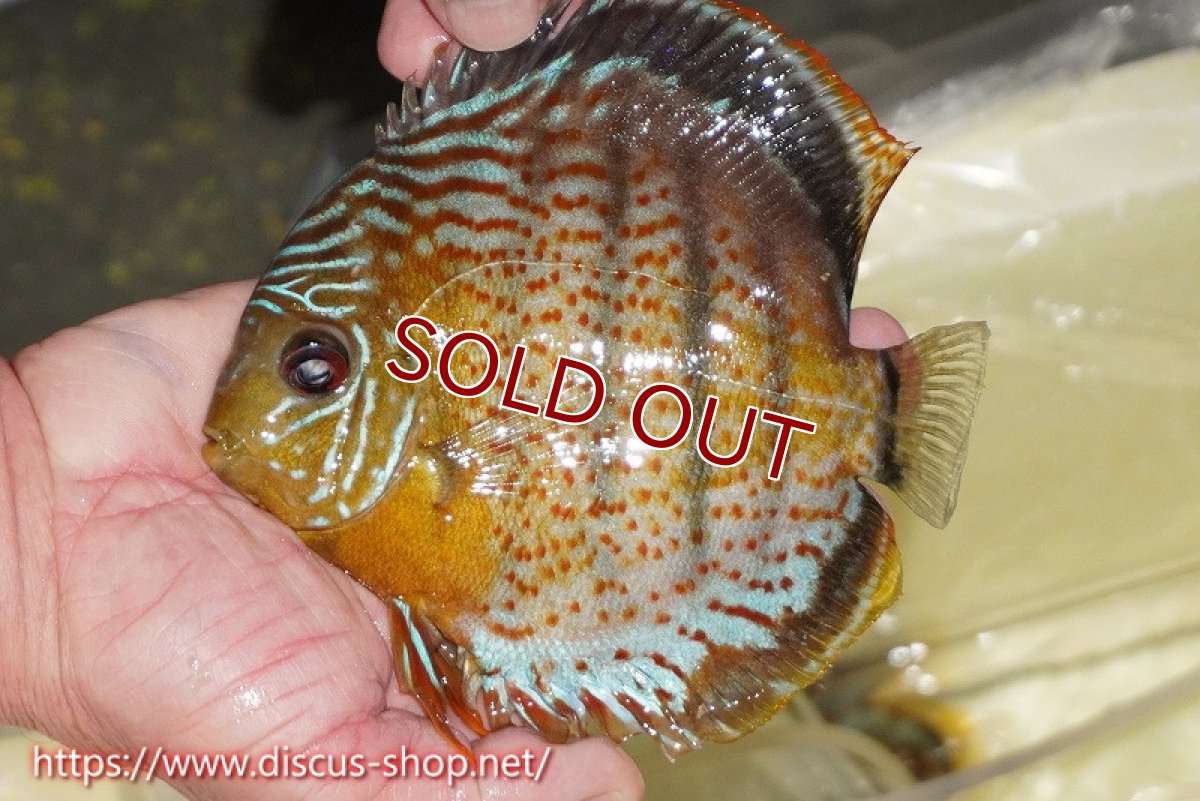 画像1: 【ワイルドディスカス】【通販】【今シーズン超希少種】アッパーテフェロイヤルグリーン（腹ビレ難有り）【個体販売】15cm（生体）アッパーテフェ産 (1)