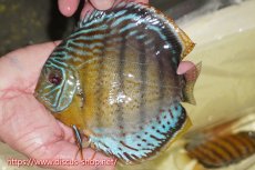 画像1: 【ワイルドディスカス】【通販】【今シーズン超希少種】アッパーテフェロイヤルグリーン【個体販売】16cm（生体）アッパーテフェ産 (1)