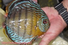 画像2: 【ワイルドディスカス】【通販】【今シーズン超希少種】アッパーテフェロイヤルグリーン【個体販売】16cm（生体）アッパーテフェ産 (2)