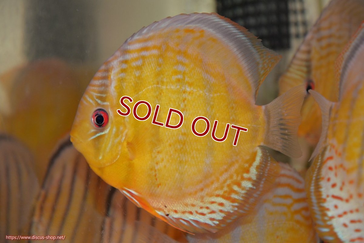 画像1: 【30周年記念セール対象個体】【ワイルドディスカス】【通販】【今シーズン超希少種】アッパーテフェロイヤルグリーン【個体販売】15cm（生体）アッパーテフェ産 (1)