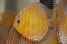 画像1: 【30周年記念セール対象個体】【ワイルドディスカス】【通販】【今シーズン超希少種】アッパーテフェロイヤルグリーン【個体販売】15cm（生体）アッパーテフェ産 (1)